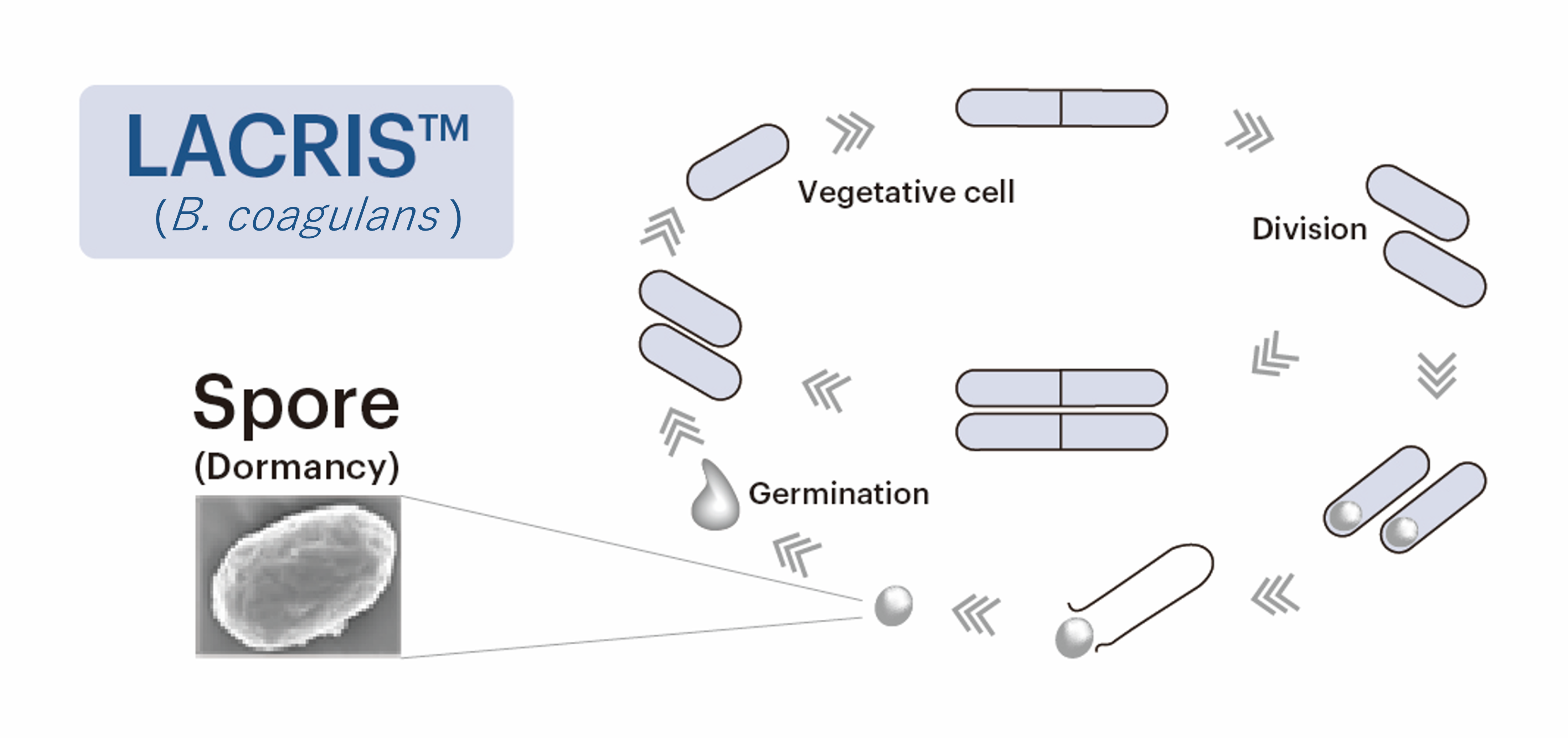 Spore-Forming Probiotic｜Food & Healthcare Department Product