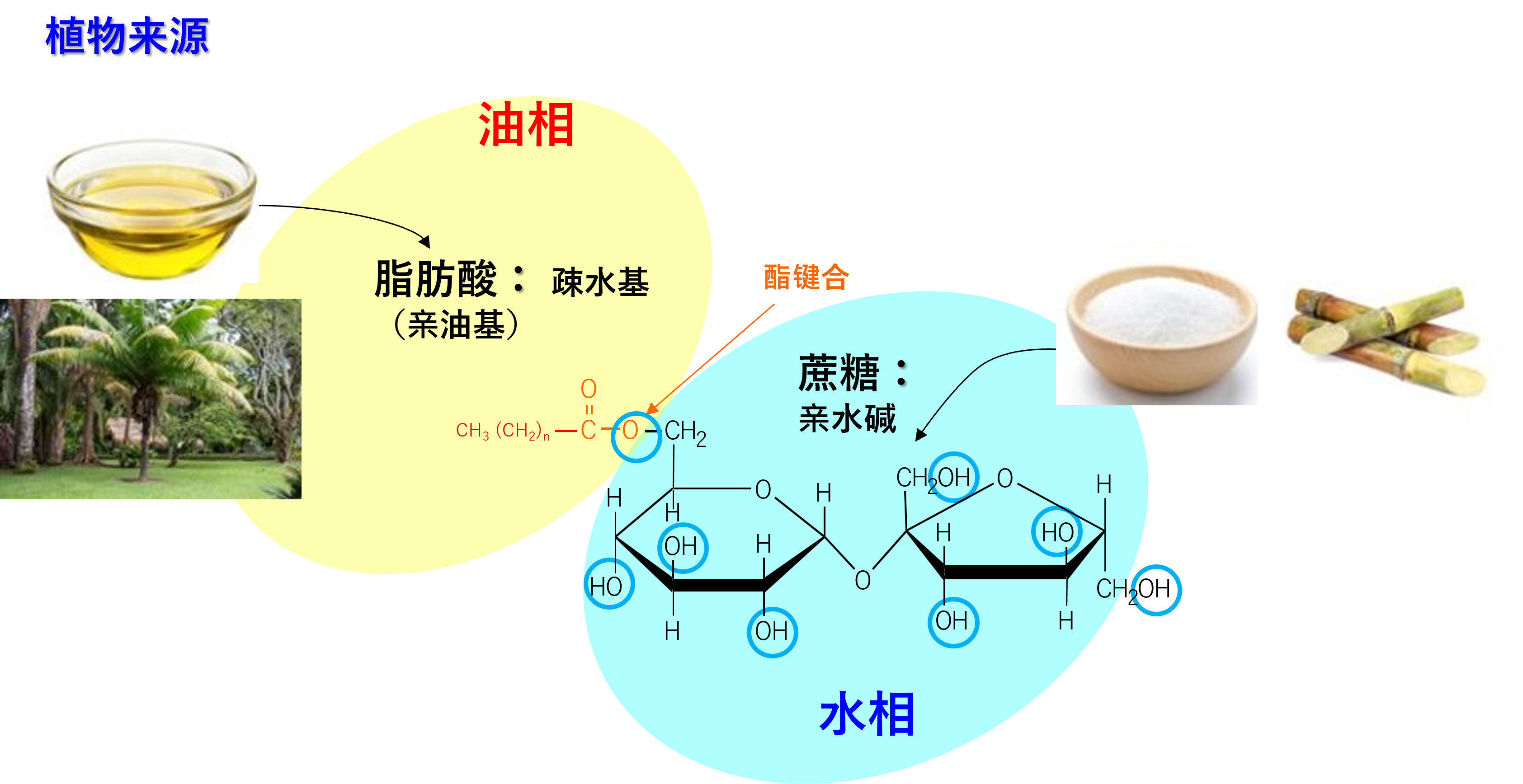 シュガーエステルの構造