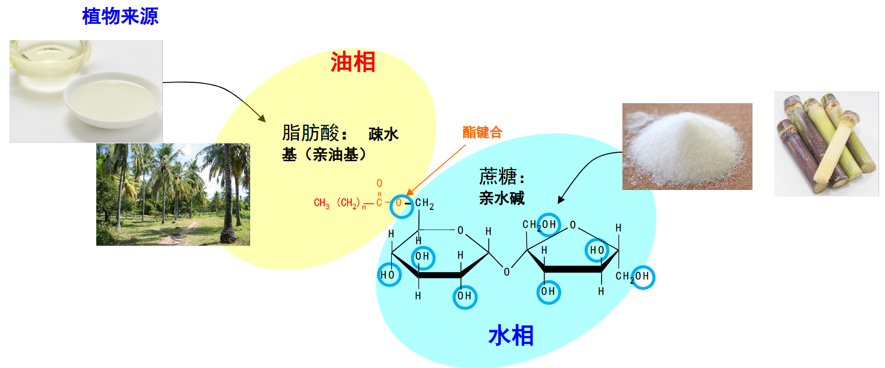 シュガーエステルの構造