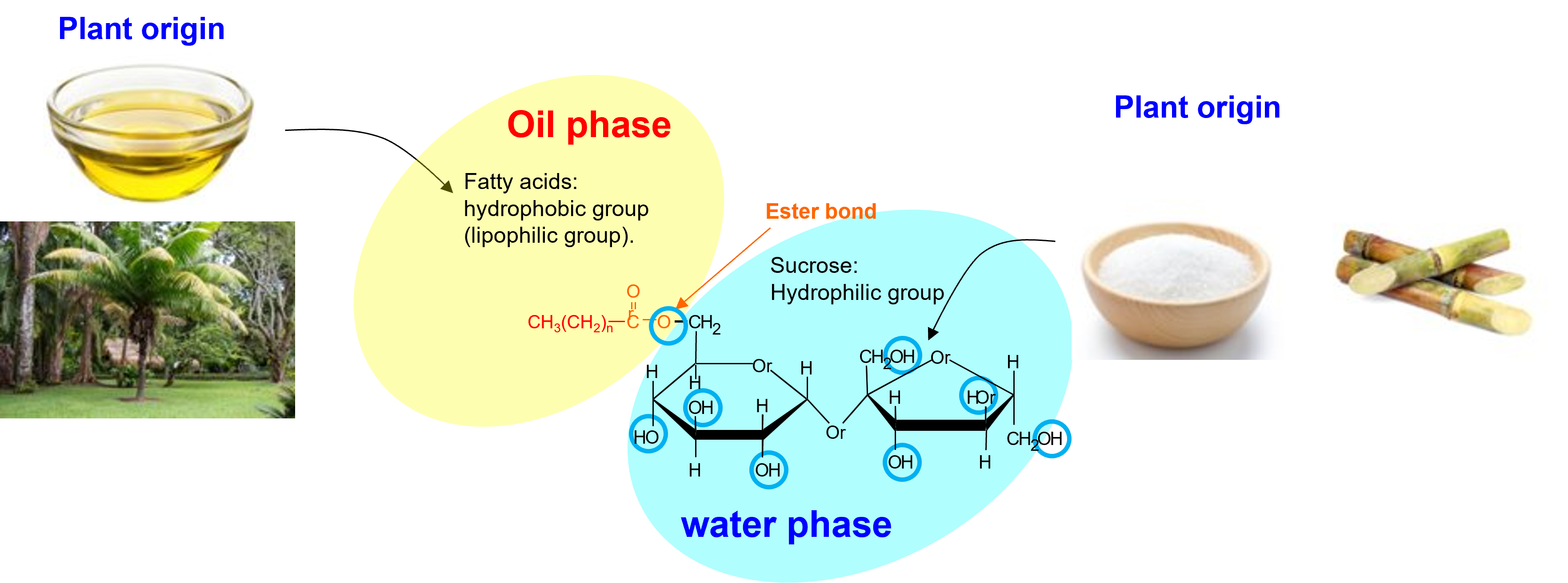 Features of Ryoto™ Sugar Ester