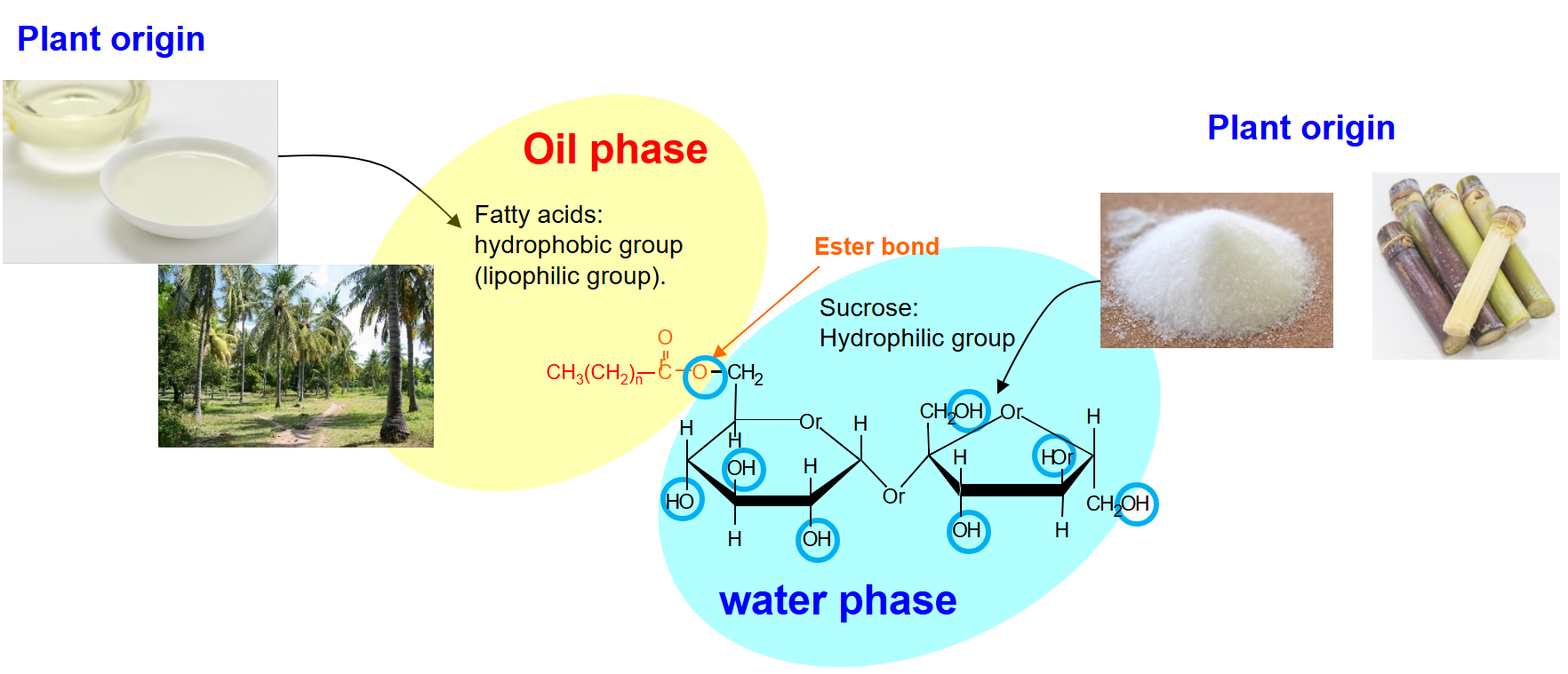 シュガーエステルの構造