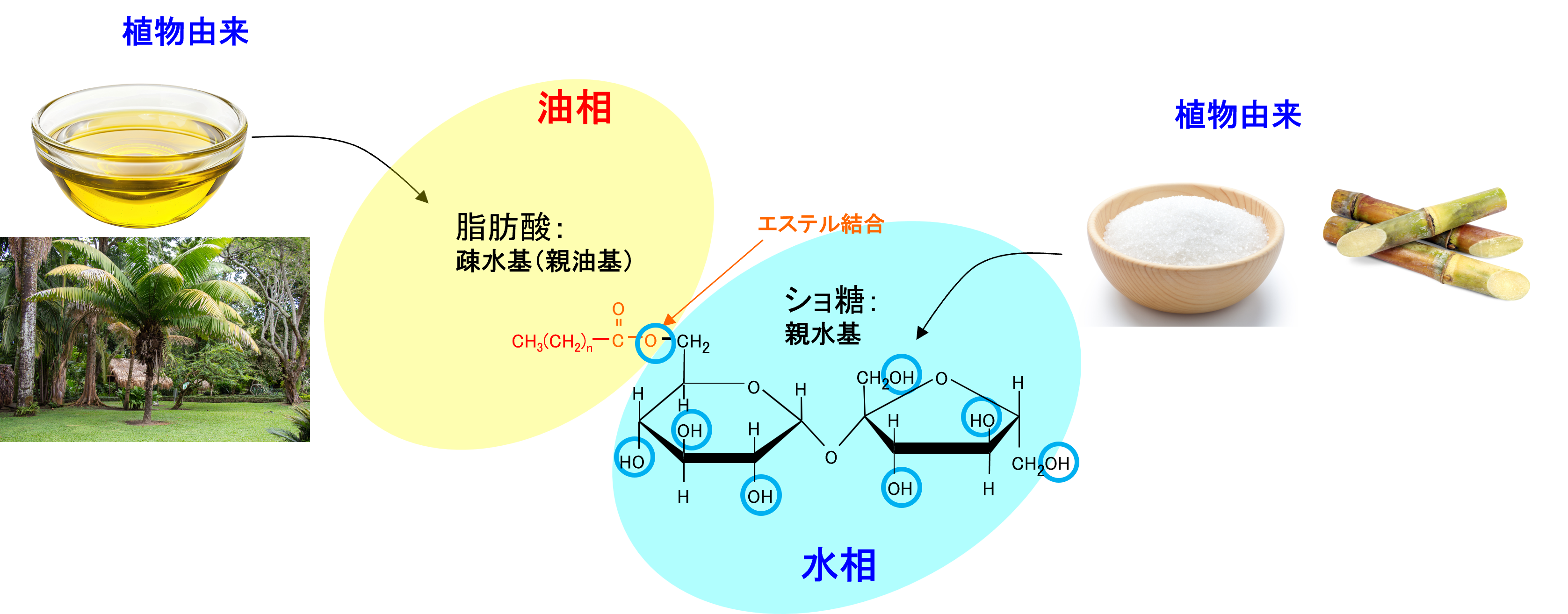 リョートー™シュガーエステル｜フード・ヘルスケア事業部サイト