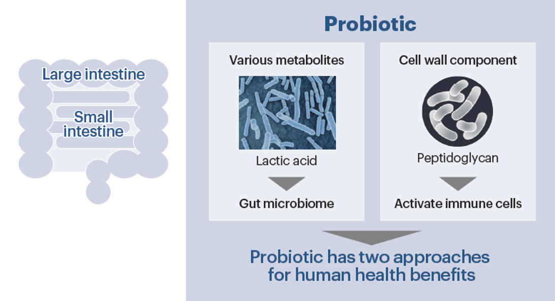 Mechanisms of Probiotics for Human Health Benefits
