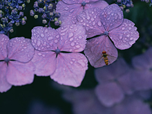 梅雨の季節の食中毒対策