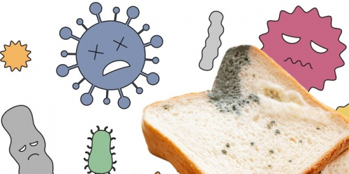 ワサオーロ 研究レポート